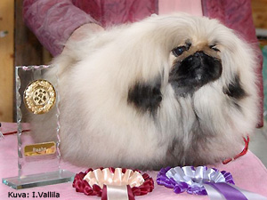 Rop-pentu Siikajoki 2008