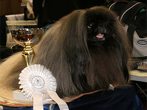 Cacib voittaja