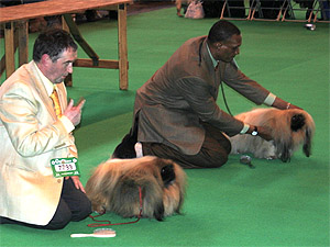 Crufts 2009