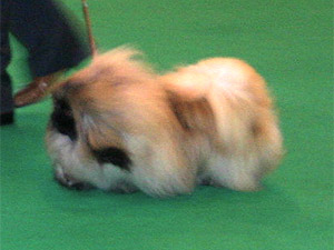 Rop-pentu